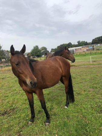Image 3 of 4yr old gelding for sale