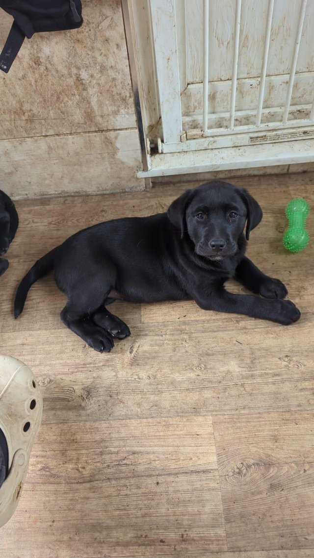 Preview of the first image of SHOW LINE HOME REARERED KC REG LABRADOR PUPPIES.