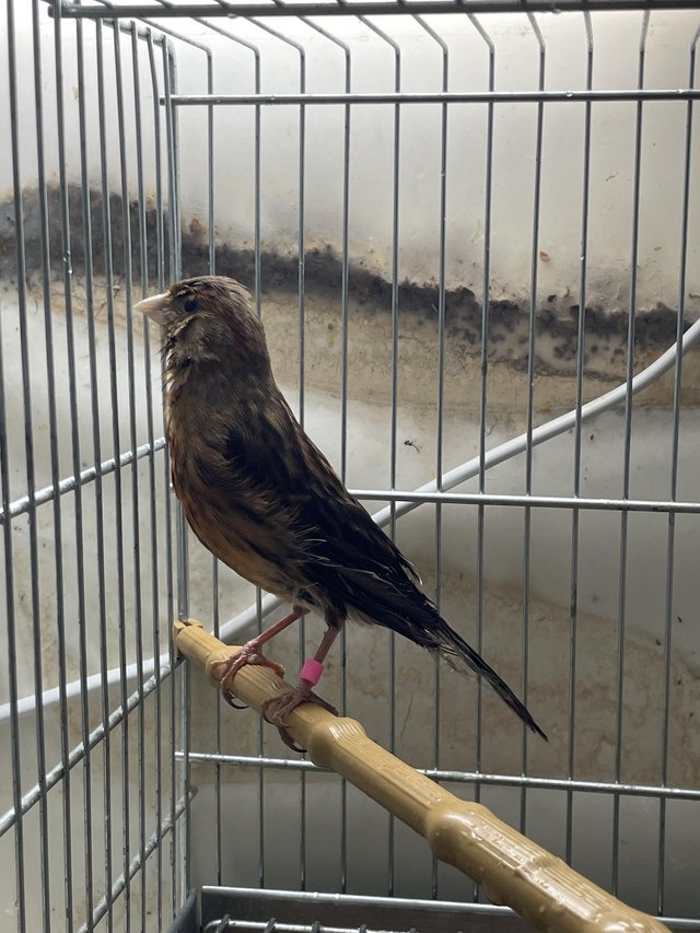 Two hen canaries for sale 