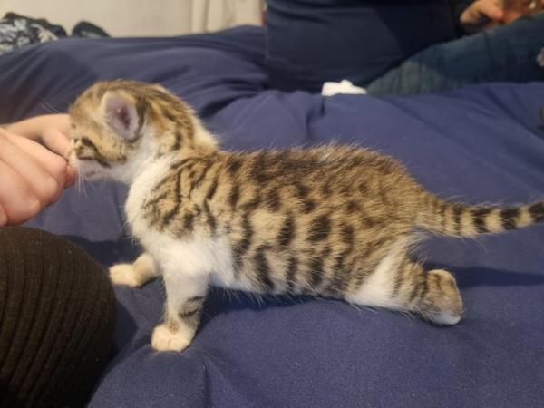 Image 5 of Bengal cross kittens for sale