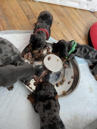 Image 4 of 6 beautiful Dachshund puppies , dapples and Isabella