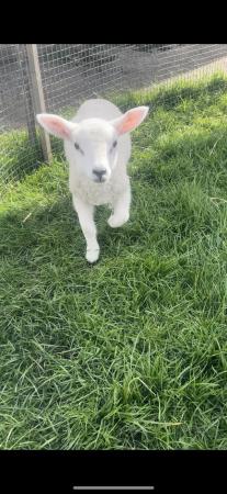 Image 3 of Pet home wanted for bottle lambs!