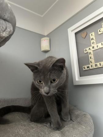 Image 2 of 1 year old grey cat for rehoming