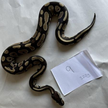 Image 20 of Ball pythons, selling whole collection plus vivs
