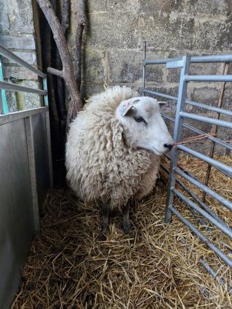 Image 2 of Range of shearling sheep available from closed herd