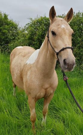 Image 2 of Stunning 9 year old QH x paint palomino tobiano mare