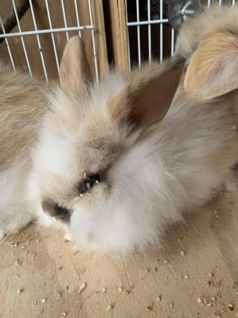 Image 2 of Quality double maned lion lop baby rabbits