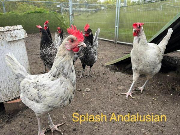 Image 1 of Pol hens chickens chicks rare breeds egg olive eggers
