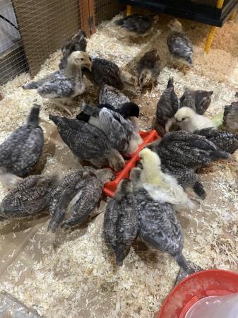 Image 3 of crested cream legbar hens growers blue egg layers chickens