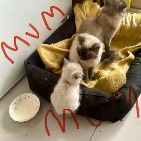 Image 1 of Pure ragdoll kitten blue point