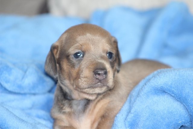 Image 3 of Gorgeous Miniature Dachshund Puppies