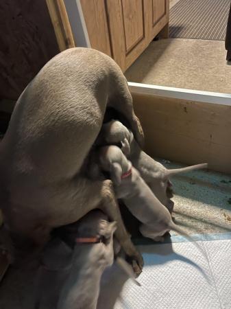 Image 2 of Weimaraner puppies ready to leave on the 12th June
