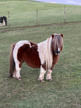 Image 2 of Licensed miniature Shetland stallion