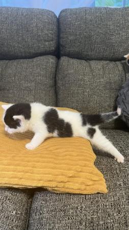 Image 6 of 3 adorable kittens- 8 weeks old (3 Left)