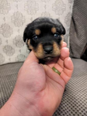 Image 10 of Rottweiler puppies for sale