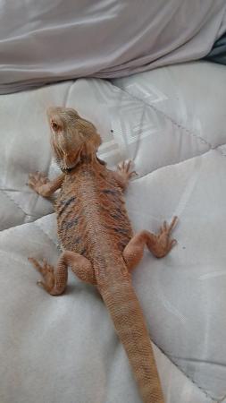 Image 4 of beardie about a year old