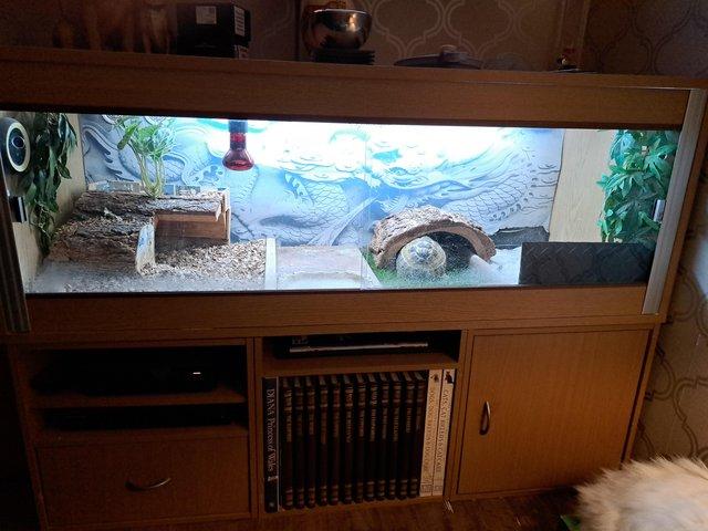 Preview of the first image of Tortoises and vivarium for sale.