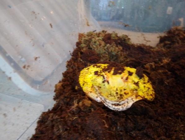 Image 4 of Albino pacman frog for sale