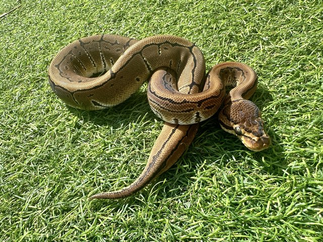 Preview of the first image of Pinstripe 50% het clown royal python for sale.