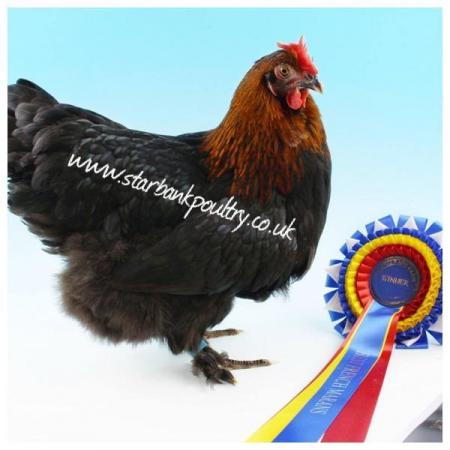 Image 7 of *POULTRY FOR SALE,EGGS,CHICKS,GROWERS,POL PULLETS*