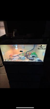 Image 7 of female leopard gecko with whole set up