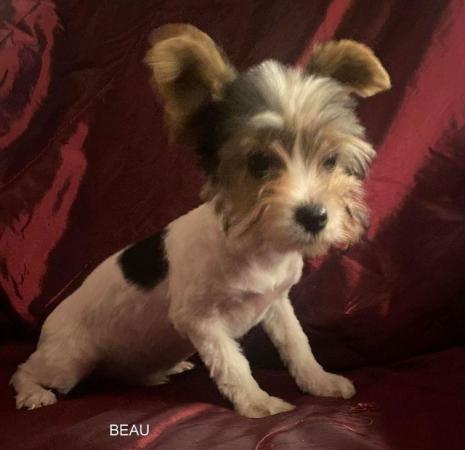 Image 7 of Biewer Yorkshire Terrier Puppies for sale