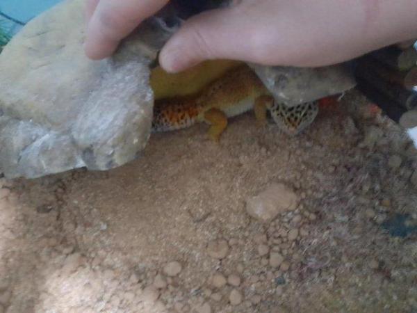 Image 2 of 4 year old male leopard gecko.