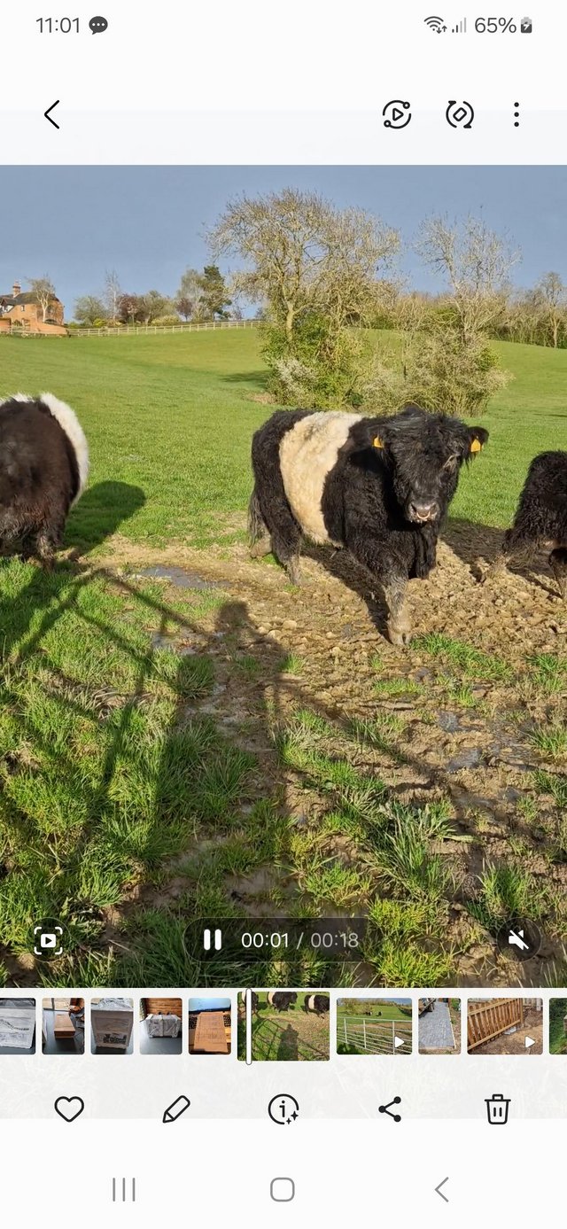 Preview of the first image of Belted Galloway pedigree bull and girls.