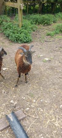 Image 1 of Rare breed Soay sheep looking for new homes