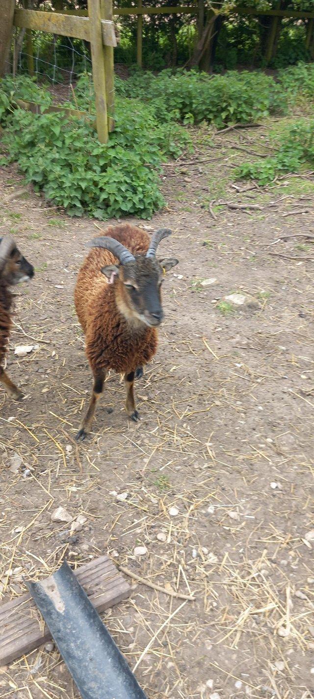 Preview of the first image of Rare breed Soay sheep looking for new homes.