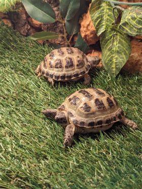 Image 2 of Baby Horsefeild Tortoises