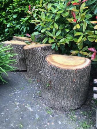 Image 2 of Free  very large garden logs.