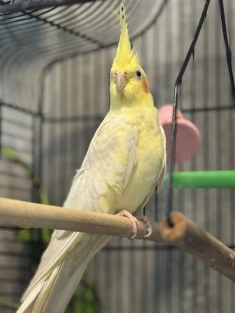 Image 2 of Male Lutino cockatiel with cage