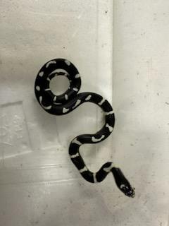 Image 5 of 6 week old Mexican king snakes Lampropeltis getula