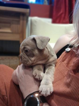 Image 3 of Perfect Isabella French Bulldog pups ready now!