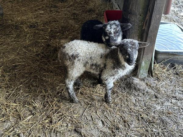 Image 1 of Lovely ewe with ram and ewe lambs