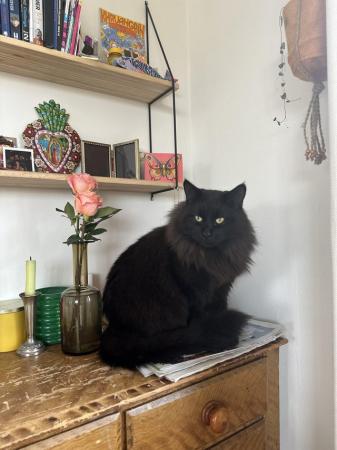 Image 5 of Beautiful black Maine coon male