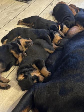 Image 3 of Beautiful big chunky Rottweiler puppies for sale