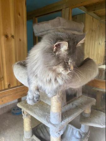 Image 9 of Stunning silver blue smoke Maine Coon Stud GCCF