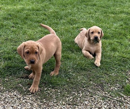 Image 9 of Gorgeous KC registered fox red Labrador puppies