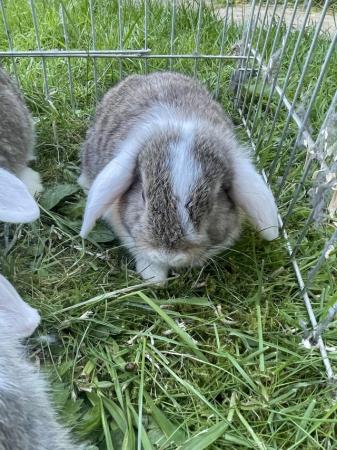 Image 14 of Mini lop rabbits ready now