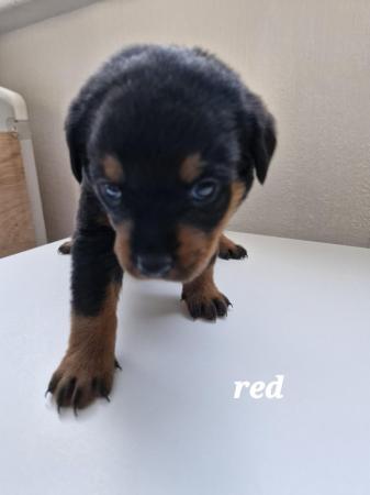 Image 8 of 4 left !!! rottweiler pups for sale, 1 boy and 4 girls ??