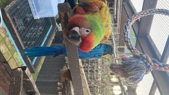 Preview of the first image of Baby hand reared shamrock macaw.
