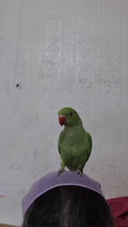 Image 1 of I have ringneck baby's for sale green colour THEY Are READY