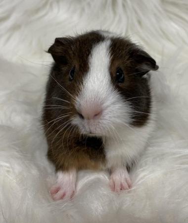 Image 2 of Bonded, Baby Guinea Pigs. Ready Now!