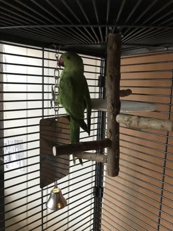 Image 2 of 2.5 year old Indian ring neck Parrot