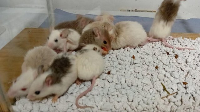 Image 11 of Breeder Group's of ASF Mice