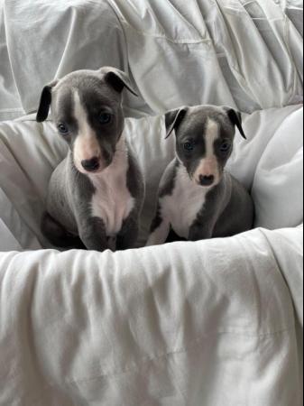 Image 2 of Beautiful whippet puppies