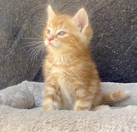Image 16 of Mixed Maine Coon Ginger Female and Tabby Female Kittens