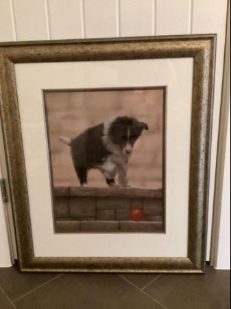 Image 1 of Numbered Border Collie Limited Edition Print by John Silver
